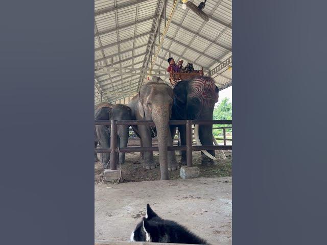 #Cute #shorts #funny #viral #anime #elephant #india #viralvideo #yearofyou #ช้าง