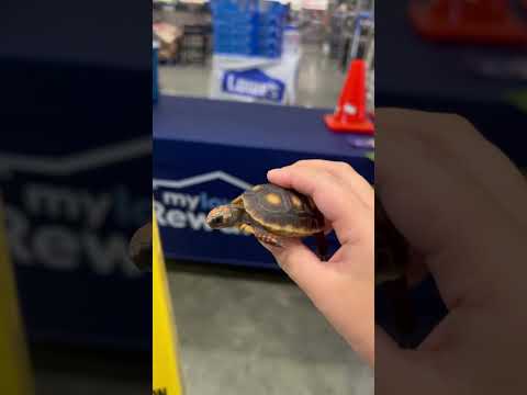 Goyita Goes To Lowe S