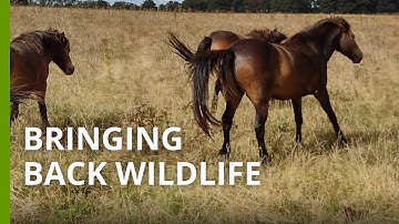A new rewilding project targets UK’s ‘breadbasket’