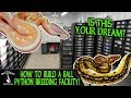 HOW TO BUILD A BALL PYTHON BREEDING FACILITY with JSA Reptiles!