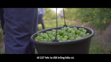 Vitamin C góp phần tăng cường sức đề kháng của cơ thể