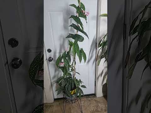 Vídeo: Flors de begonia d'ala d'àngel - Cultiu de begònies d'ala d'àngel a l'interior