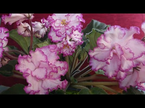Почему у молодой фиалочки растут мелкие листья?
