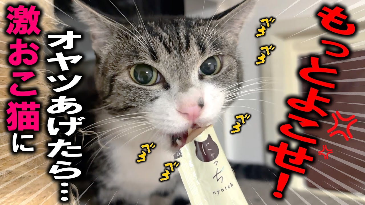 コパークラフト  題名「子猫のママは あたし」 コパークラフト 題名「子猫のママは あたし」 Songs of my