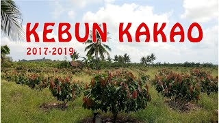Koleksi Foto Kebun Kakao Mcc 02  Sejak Tahun 2017-2019 😲😲😲