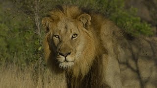 Two Beautiful African Lions