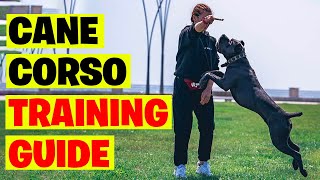 Master Cane Corso Training: A Comprehensive Guide