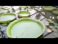 Blue Lotus Water Garden
