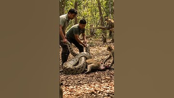 Saving a Monkey from Python’s Deadly Grip! #animals #shorts