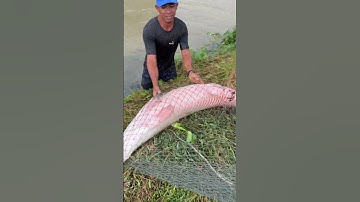 Chài mỹ bắt cá khủng quá dễ dàng