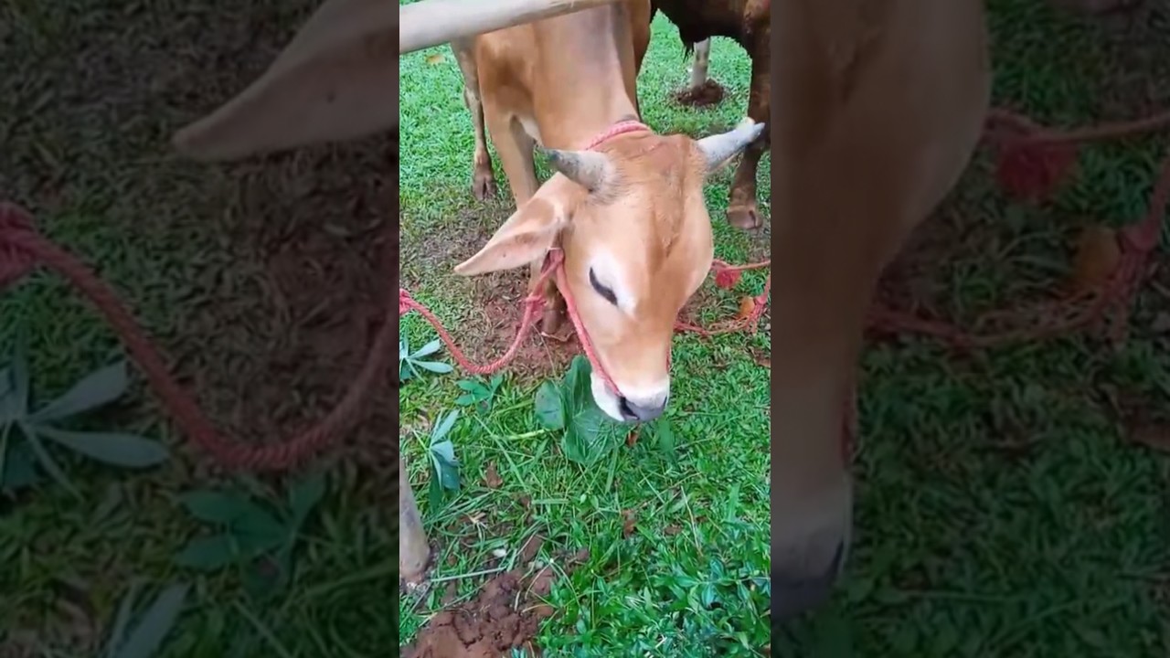 sapi makan rumput 