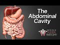 Anatomy Masterclass: The Abdominal Cavity