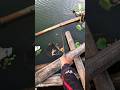 #Fishing #mancing #foryou #RiverFishing #Microfishing #OutdoorLife #catchandrelease #bangfaizwoi