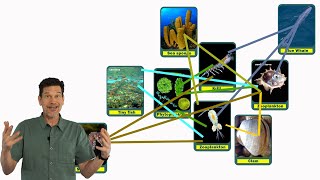 Food chain vs. Food web: definitions, examples, diagrams & lessons for each by Science Up with the Singing Zoologist 8,682 views 2 years ago 3 minutes, 56 seconds