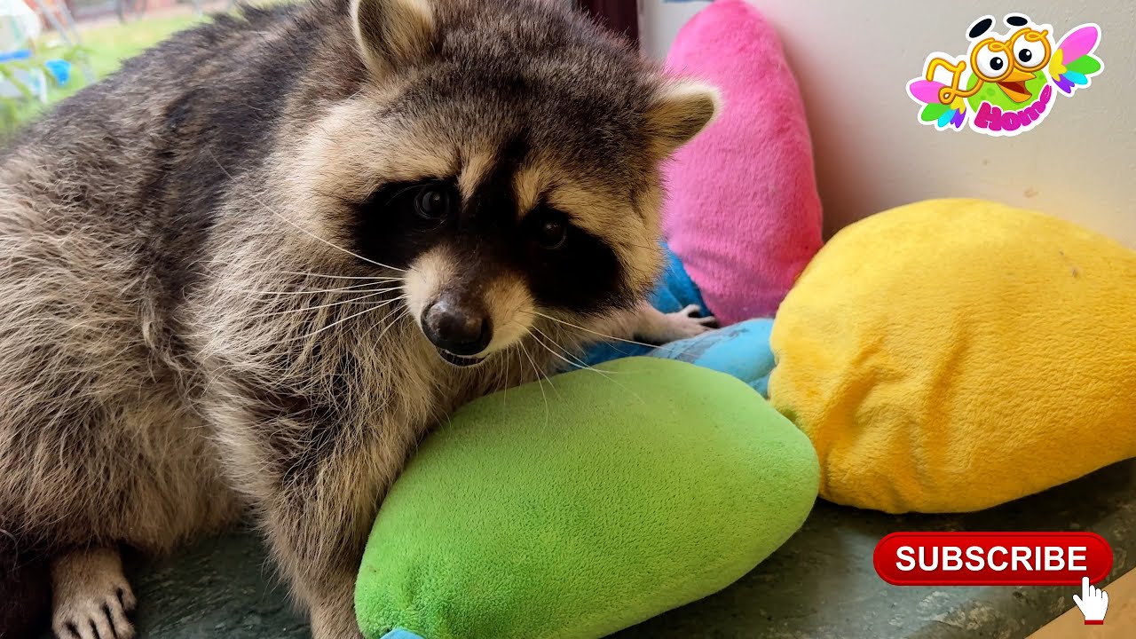 Raccoon Marcel doesn't want to play but wants to sleep. Енот Марсель не хочет играть а хочет спать.
