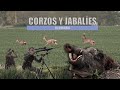 Corzos y jabalíes en Hungría