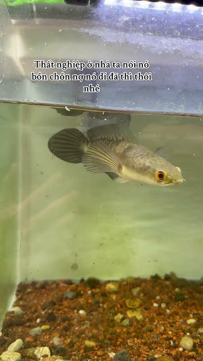 https://vt.tiktok.com/ZSBTxY3f4/ #cabaymau #guppy #channa #aquarium #caloc #caloccanh #calocvayrong