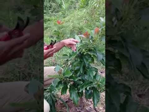 Video: Cara Memangkas Pokok Avokado