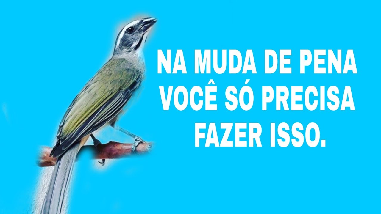 TRINCA FERRO NA MUDA DE PENA VOCÊ SO PRECISA FAZER ISSO E NADA MAIS.