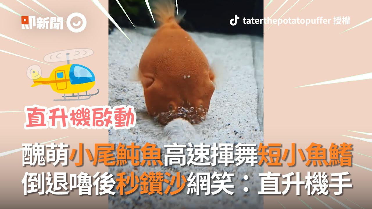 醜萌小尾魨魚高速揮舞短小魚鰭倒退嚕後秒鑽沙網笑 直升機手 寵物 Pet Youtube