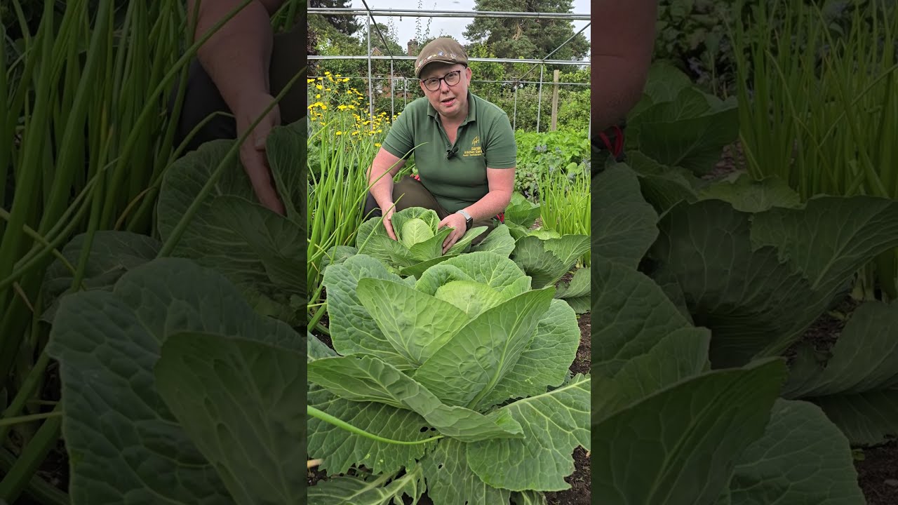 Cabbages At Goldstone Hall Hotel Gardens Gardening