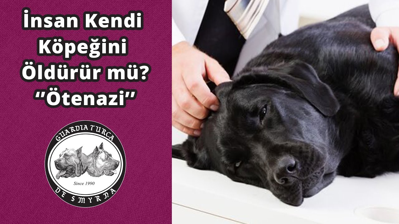 İnsan Kendi Köpeğini Öldürür mü? - Ötenazi