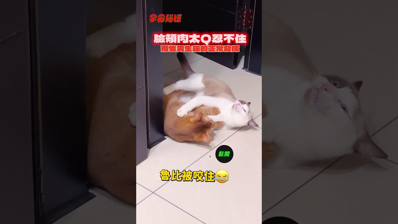嘴邊肉太Q的下場 男生貓咪玩樂方式 #咬咬 #黑魯 #魯比 #貓咪日常 #可愛 縮圖