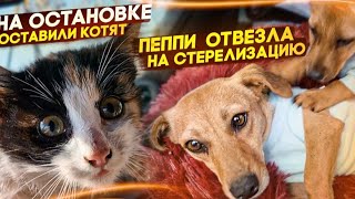 Стерелизовала Пеппи | На остановке  оставили котят, " Добрые люди " 😰