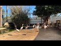 Municipal gardens and zoo limassol cyprus 