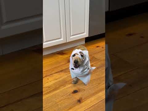 A ghost in