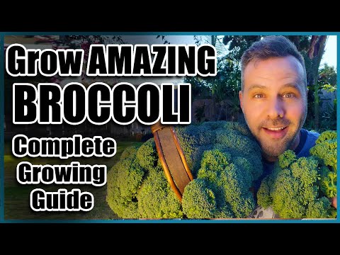 How To Plant And Care For Broccoli