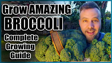 How to Grow Broccoli - Complete Guide - Seed to Harvest