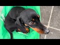 Dog in grocery bag| Loulou &amp; Coco&#39;s Diary.