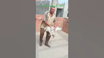 تزاوج ديك هندي علي فرخه براهما تكسير على الايد باقى الفيديو 