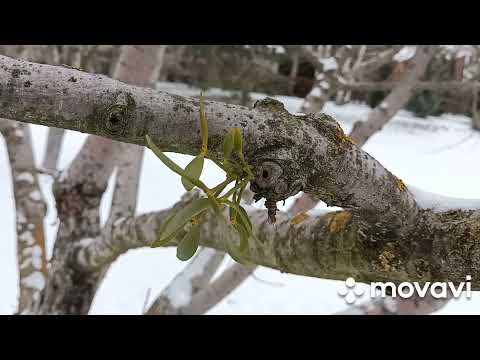 Видео: Омела на деревьях – советы по борьбе с растениями омелы