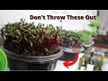How to make a self watering microgreen grower out of a take out container