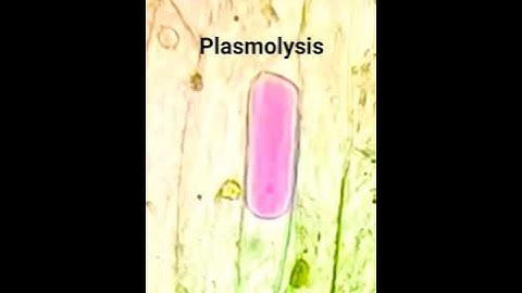 Plasmolysis