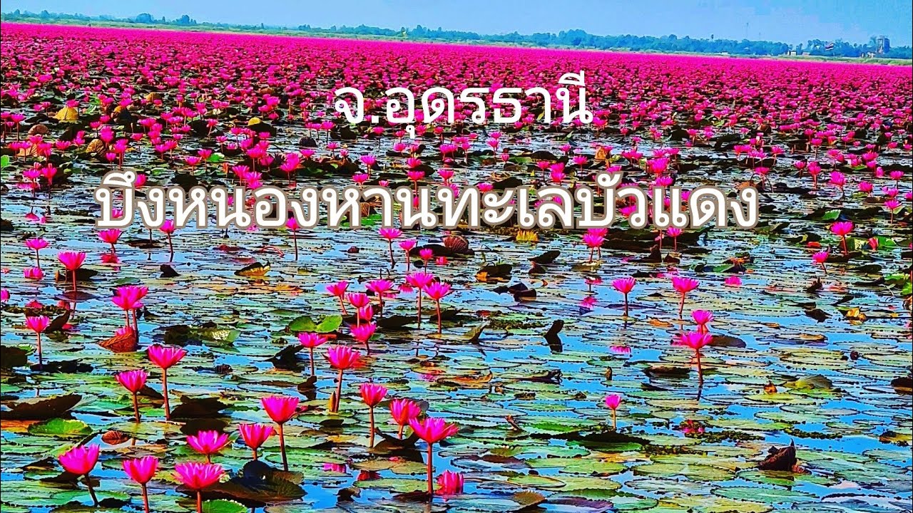 บึงหนองหาน​ทะเลสาปทุ่งดอกบัวแดงที่สวยที่สุดในประเทศไทย​ต้องมาเห็นด้วยตาแล้วแบบนี้#อุดรธานี