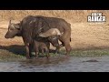 Crocodile Tries To Catch Buffalo As Hippos Watch (Introduced By Antony Raison)