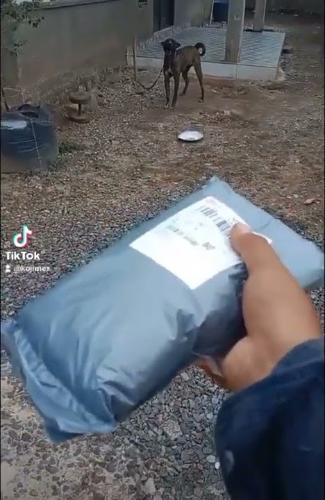 meme kurir paket vs anjing