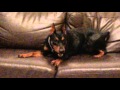 German Pinscher の動画、YouTube動画。