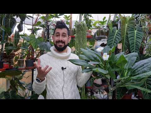 Video: Vai jūs varat audzēt Plumeria iekšā: uzziniet par plumeria audzēšanu telpās
