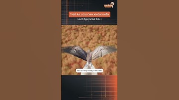 Học và Hỏi- THẬT RA LOÀI CHIM KHÔNG HIỀN NHƯ BẠN NGHĨ ĐÂU #xuhuong #shorts #viral #khampha #kienthuC