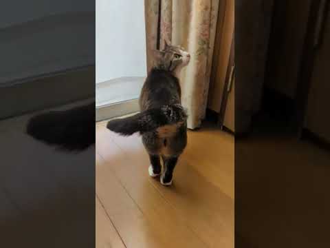 猫の探し中 - Cats looking for something - #Shorts