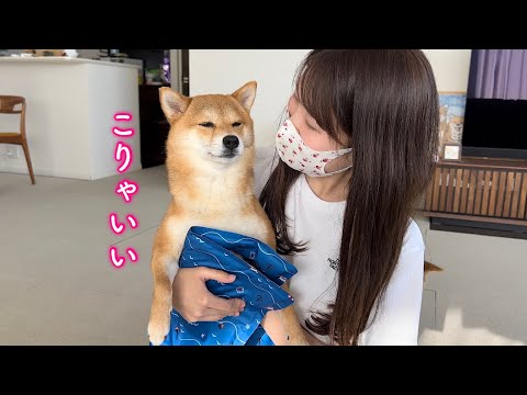 冷んやりマットを体に当てると嫌々しながらもまんざらでもない表情をする柴犬が可愛い