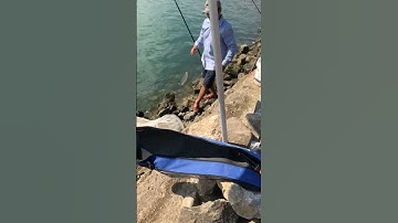 Có thể bạn chưa biết,sông đà sáng sớm toàn cá mương to lớn nhưng chúng ăn mồi rất sâu.#shorts