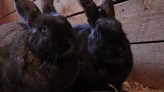 Flemish Giant Rabbits - Fort Wayne Childrens Zoo