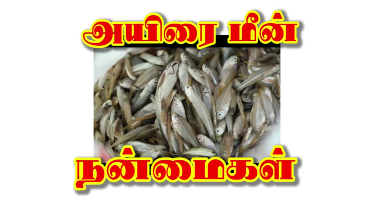 Benefit of Ayira Meen in Tamil (அயிரை மீன் நன்மைகள்) - YouTube