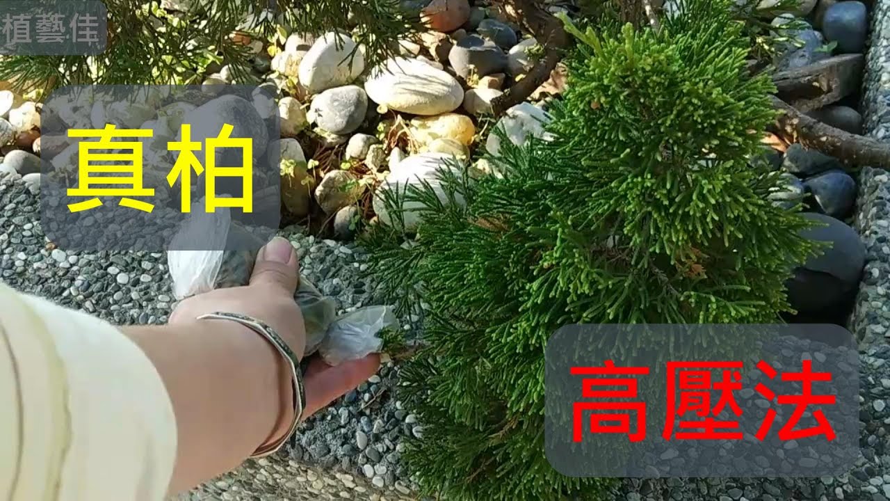 [植藝佳]真柏 高壓法 如何利用高壓法 快速繁殖真柏!