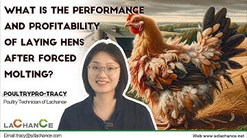 Forced molting of laying hens